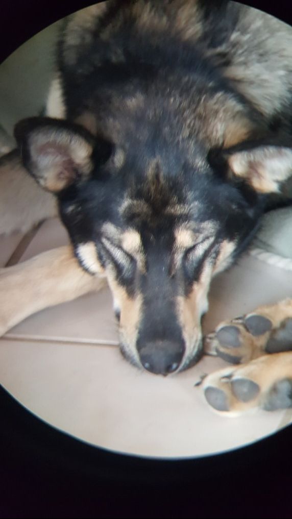 Sleeping dog viewed through binoculars. 