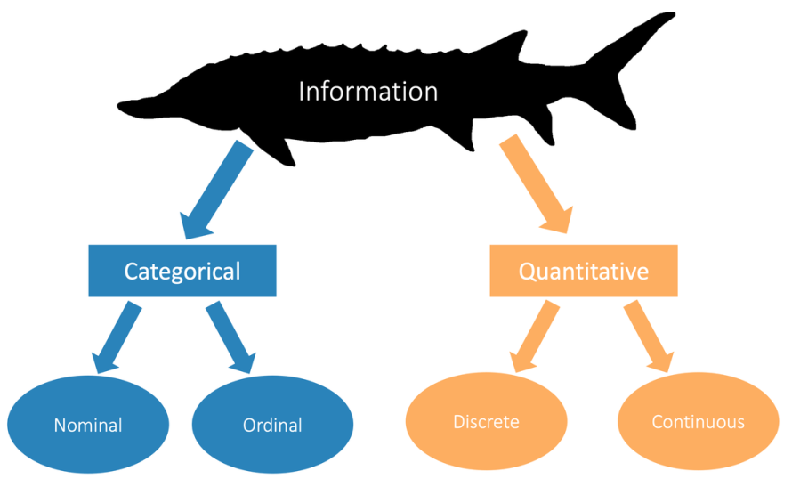 The outline of an Atlantic Sturgeon, titled “Information.” The types of information (categorical, nominal, ordinal, quantitative, discrete, continuous) are outlined below it.