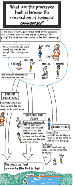 A schematic illustrating the three primary filters that compose the theory of biological community filtering using the analogy of a pool party. A “species pool” of six potential guests at a pool party is filtered down to a “final community” of three guests by three different community filtering processes: random processes, biological filters, and environmental filters. The random process of dispersal limitation prevents Santa from coming, since he lives too far away.  The environmental filter prevents Martin and Marian coming, since a pool environment is unsuitable for Martin because he is in a wheel chair, and the un-heated pool is too cold for Marian, who runs cold.  Biotic filters determine how Allison, Dave, and a baby are spaced out in the final community (the pool).  Competitive advantage means that Allison, who is a good swimmer, will take up most of the pool swimming laps.  Facilitation means that the baby, who can’t swim on her own, must be held by Dave, so they are restricted to the shallow end.)