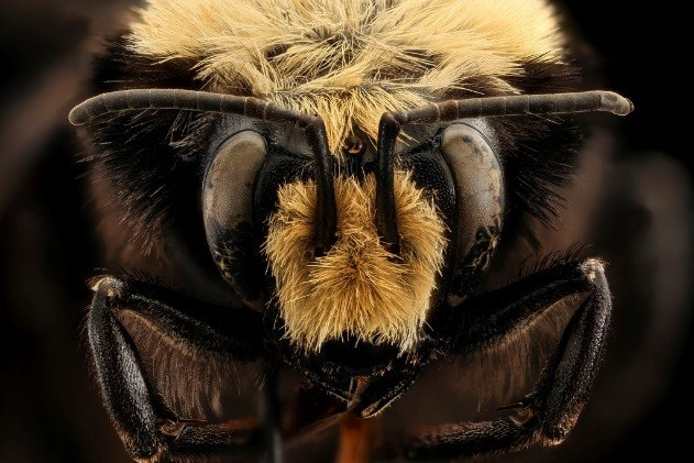 Head-on, close-up view of a bumblebee head. Visible from top: fuzzy yellow and black hair, two antennae, large compound eyes (gray and black), more fuzzy yellow hair in the center (where a human nose would be) from which the antennae emerge, mouth parts beneath this, and front legs, curled up toward the body.