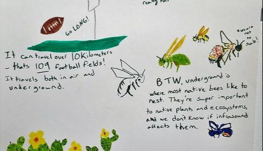 Football field, bees, cacti. Text reads:  Text reads ‘wind farms produce Infrasound- low frequency vibration. You can’t hear it, but it travels really far. It can travel over 10 km- that’s 109 football fields. It travels both in the air and underground. BTW, underground is where most native bees like to nest. They’re super important to native plants and ecosystems and we don’t know if infrasound affects them. 