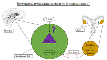 Diagram of a brain, with the pituitary gland highlighted. It is zoomed in to a large green circle labeled with 