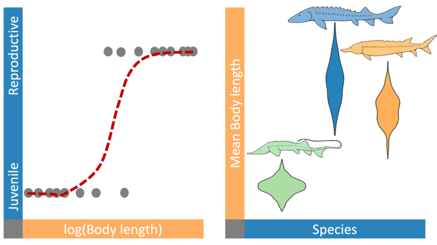 A bar plot, a density plot, a logistic regression plot, and a violin plot representing data types (such as migration distance, body length, and species’ differences) in sturgeon