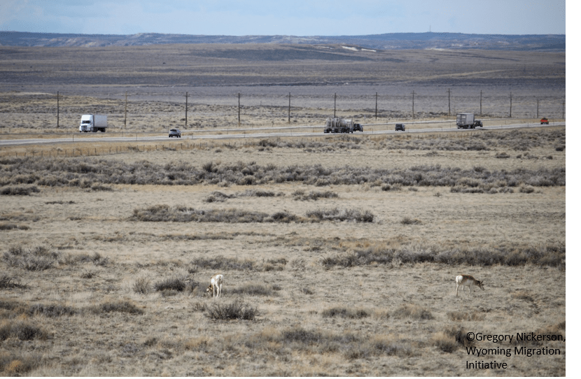 Photo of pronghorn grazing near an interstate on which several semi-trucks and cars are traveling. Pronghorn blend into the landscape and are difficult to distinguish.