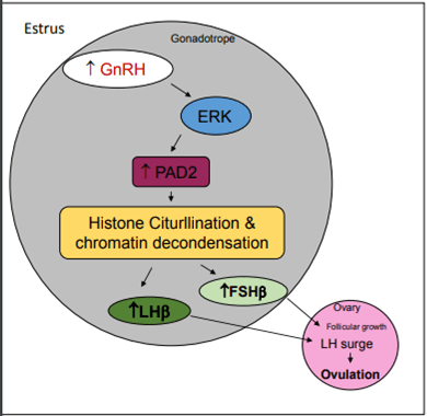 Diagram of estrus-related hormones and physiology. White box contains a large gray circle and a small pink circle. Upper left corner contains the word estrus. Lower right corner includes pink circle which contains, top to bottom, the text ovary, folicular growth, LH surge, arrow pointing down, ovulation. Large gray circle contains, from top, the word gonadotrope, an ellipse with an upwards arrow and GnRH in red. Arrow down-right to blue ellipse with ERK. Arrow down-center to red rectangle that has up-arrow and PAD2. Down arrow to large yellow rectangle with text: Histone Cirturllination & chromatin decondensation. Down-left arrow to green ellipse that contains up-arrow LHB, which has a right arrow leading over to the pink circle. The yellow rectangle is also connected to a light green oval via a down-right arrow. The light green ellipse contains an up-arrow and FSHB. This ellipse also has an arrow connecting it to a pink circle.