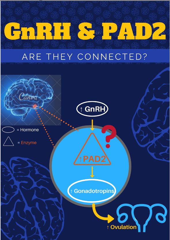 Title: GnRH & PAD2: Are They Connected? Diagram of a brain, with the pituitary gland highlighted. It is zoomed in to a large blue circle labeled with. The large blue circle contains a large red question mark, a red-outlined triangle containing an up-arrow and PAD2, and an ellipse labeled gonadotropins. An arrow leads down to the top of the large circle, from an ellipse with an up-arrow and GnRH. The gonatotropin ellipse (bottom of large blue circle) has an arrow pointing to a simplified illustration of the uterus and ovaries. The image is labeled ovulation. The background is dark blue, with lighter blue brain illustrations scattered throughout.