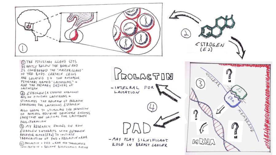 Hand drawn visualization of how estrogen operates at the molecular level, with emphasis on the pituitary gland and aspects of the process that are unknown/areas of current research
