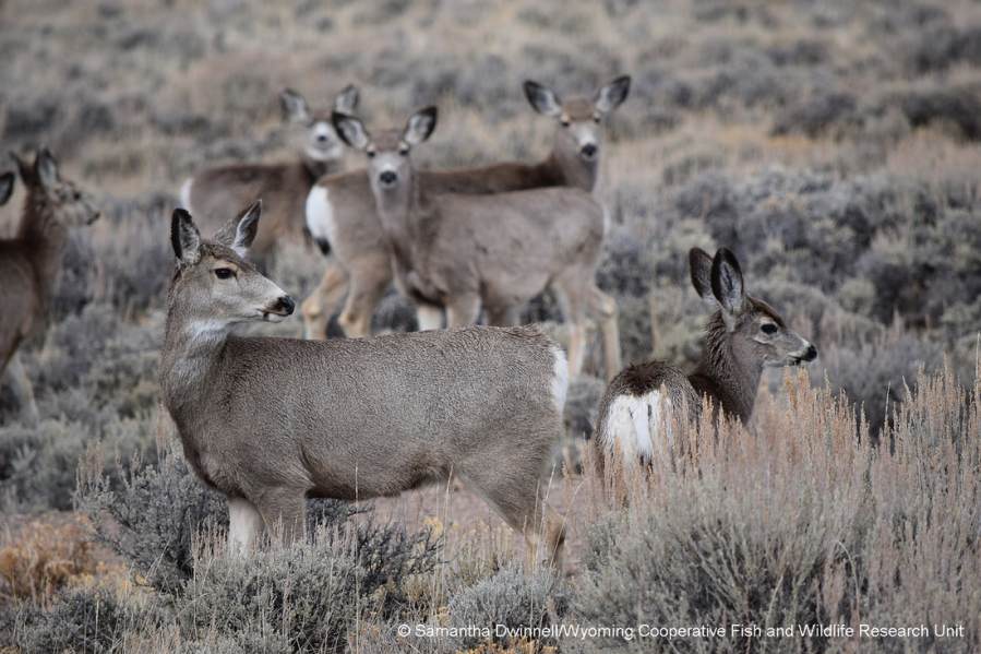 Six mule deer standing in sagebrush - females with fawns.