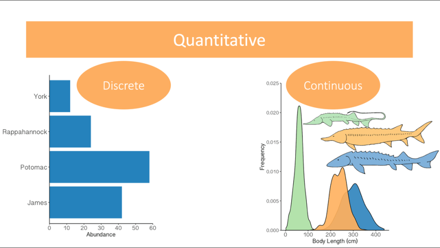 A bar plot, a density plot, a logistic regression plot, and a violin plot representing data types (such as migration distance, body length, and species’ differences) in sturgeon