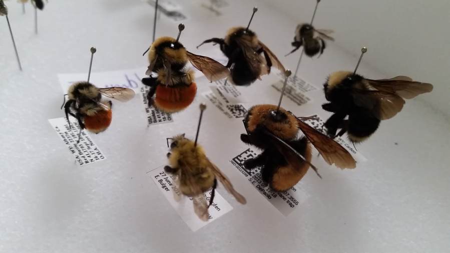 Picture of seven native bee specimens. The bees are pinned through the thorax and organized in a white box. At the bottom of each pin, where the pin is inserted into the bottom of the box, is a label identifying the bee and providing other data. The labels are illegible in the photograph.