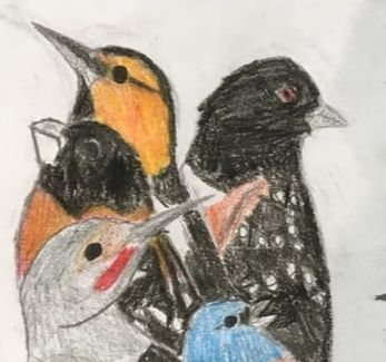 Excerpt of an illustration: five bird bird species, including a bunting (blue), a woodpecker (gray with red cheek), a grosbeak (orange with short beak), an oriole (orange with long beak), and a black and white bird.