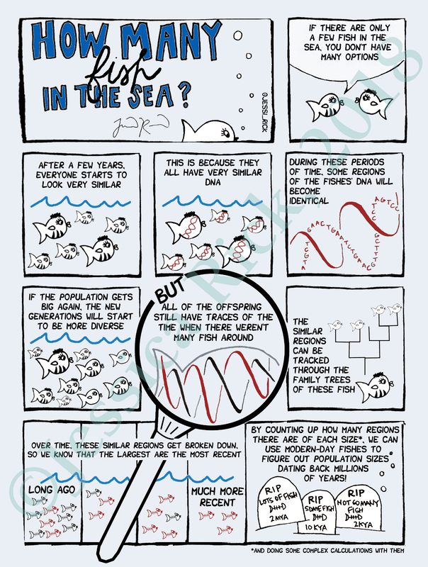 A cartoon entitled “How many fish in the sea?” which explains how signatures of population sizes are left in organisms’ genetics, which allows researchers to reconstruct historic population sizes. See below the image for complete text.