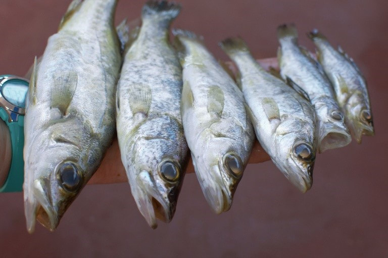 ) A person’s hand holding six juvenile fish of the same species. The fish are white-ish-silver, their mouths are open and facing the camera.