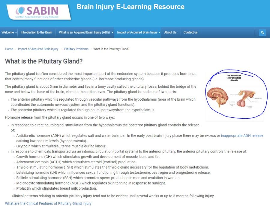 Digital illustration of the location of the pituitary gland in the brain; colors are shades of pink