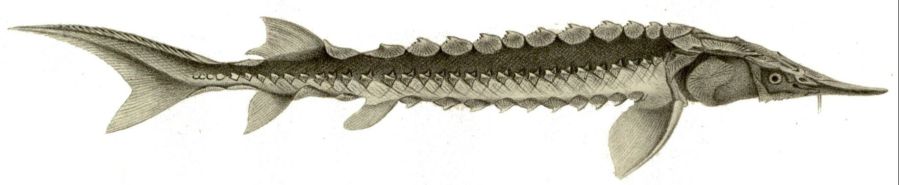 A monochromatic line sketch of Dabry’s Sturgeon (Acipenser dabryanus), characteristic of 19th Century naturalist illustrations.