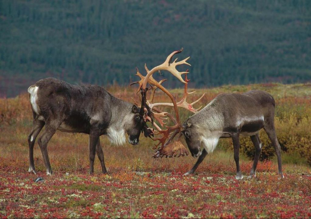 Caribou Males Sparring photograph by Matthias Breiter, October 26th, 2012.