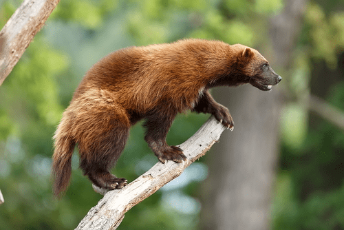 Photo of an adult wolverine balanced on a log, courtesy of Michael Ninger / Shutterstock. 