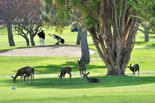 Six deer are standing on a green golf course as the focal point Some are eating, some are laying down, and some are looking at a man with his golf clubs on a hill nearby. The deer seem undisturbed by the man. There is a tree near the deer, with more trees further in the background. The hill the man is standing on has a sand bunker behind him.
