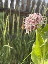 A honeybee sitting on the light pink flowers of a milkweed plant. 