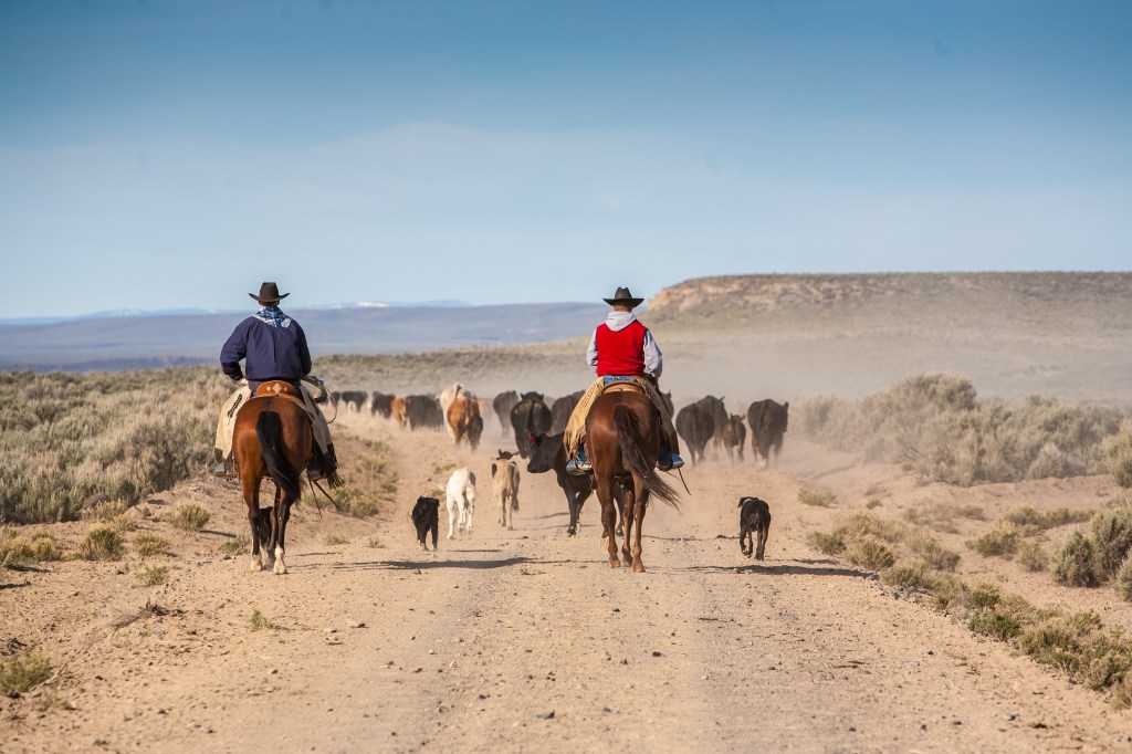Two cowboys on horseback herd a group of cattle along a dusty dirt road, surrounded by sagebrush.