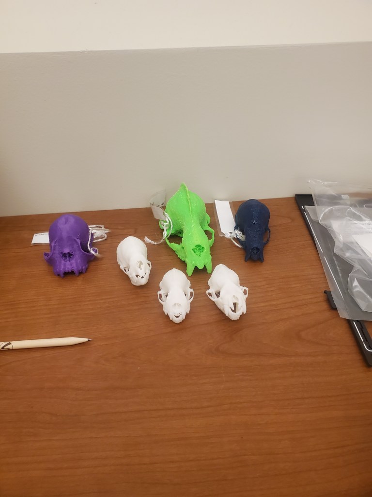 A collection of six 3D printed bat skulls on a wooden desk. All skulls are 3-5X the size of a real bat skull. Three of the smaller skulls are white. One skull is purple, one is lime green, and another is dark navy blue. 