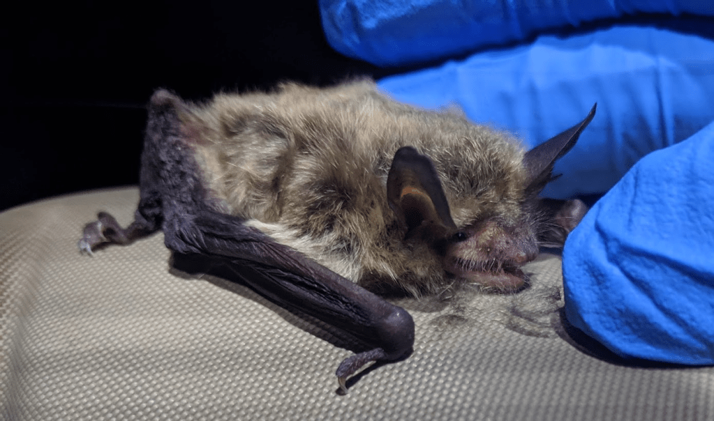 A northern-long eared bat positioned on a flat surface. A blue, nitril-gloved hand is slightly surrounding the bat. 