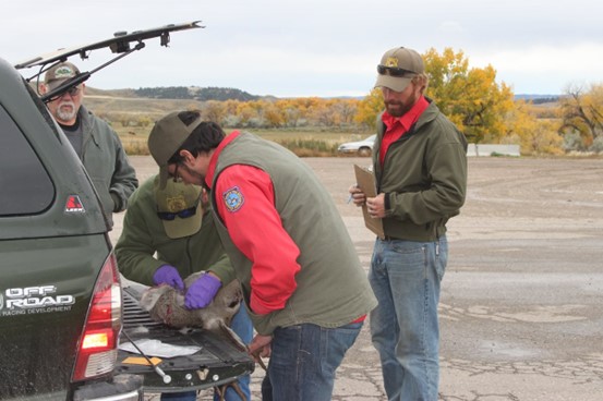 The image is from a check station in Sheridan Wyoming and is an example a biologist taking a lymph node to be tested for CWD.  The biologist has the deer head on the tailgate while he removes the lymph node from the neck of the carcass.  They then send the lymph node to a lab for tests.
