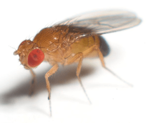 A close of up of a red-eyed fruit fly is shown on a white background.