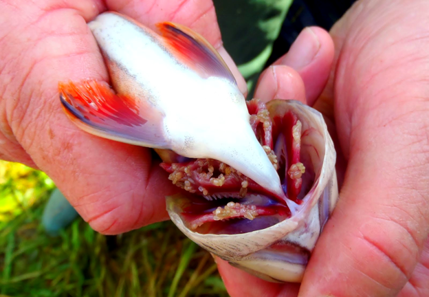 A person holding a fish infested with gill lice. The view is of a fish held upside down, so its belly is visible. The person is holding the fishes head angled back, so the gills are wide open and exposed. All over the gills are small, pale gill lice that look like tiny grains of rice.
