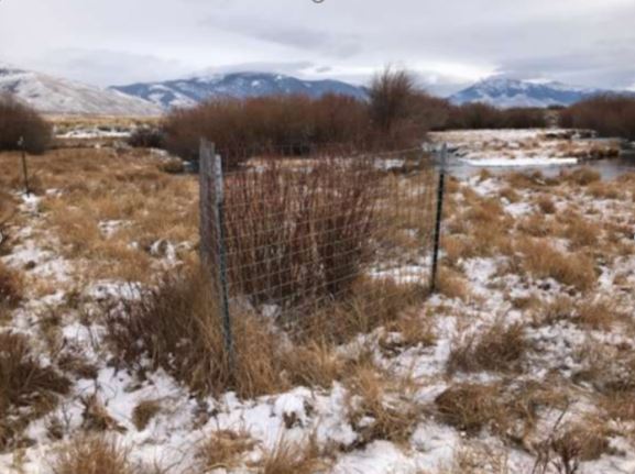 A wetland area with short grass in the foreground, mature willow bushes in the middle ground, and mountains in the background. In the foreground, a small fenced area protects some willow shrubs which are now close to waist-height.